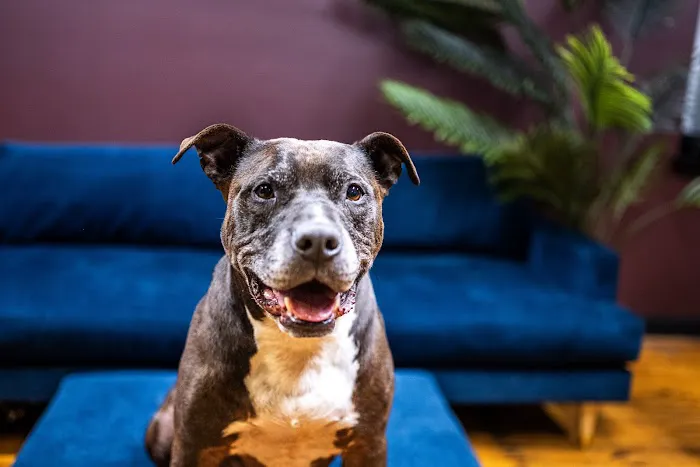 Brooklyn Veterinary Hospital Picture 4