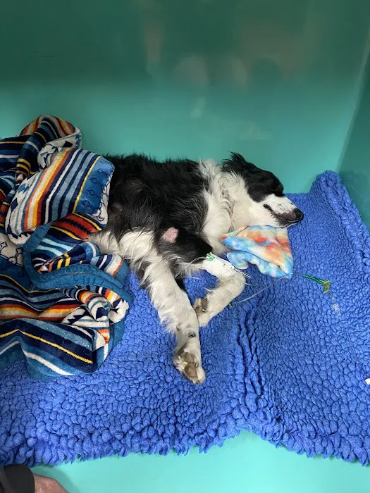 Brooklyn Veterinary Hospital Picture 5