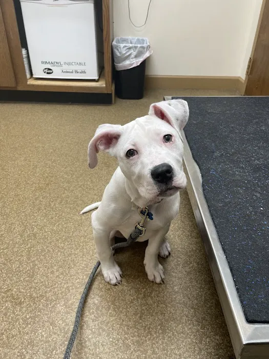 Brooklyn Veterinary Hospital Picture 6