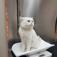 Brooklyn Veterinary Hospital ico
