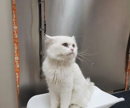 Brooklyn Veterinary Hospital