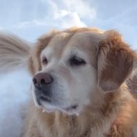 Quinebaug Valley Veterinary Hospital ico