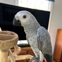 Grey Birds ico