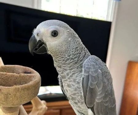 Grey Birds