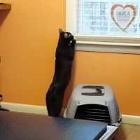 Woodstock Veterinary Clinic ico