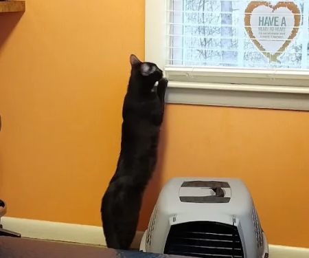 Woodstock Veterinary Clinic