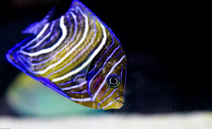 The Premium Aquarium Picture 8