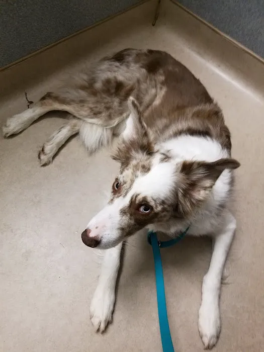 Animal Hospital of Putnam Picture 5