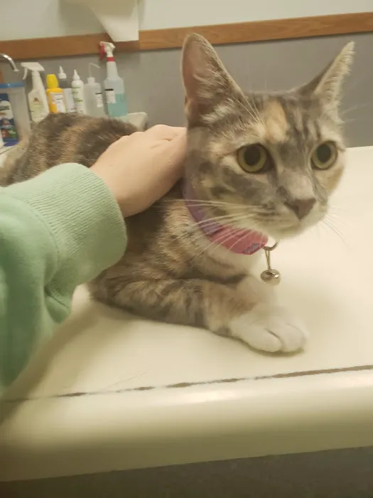 Animal Hospital of Putnam Picture 2