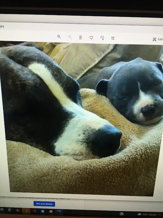 Animal Hospital of Putnam Picture 6