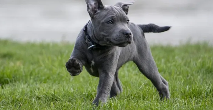 Hunters Animal House Picture 9