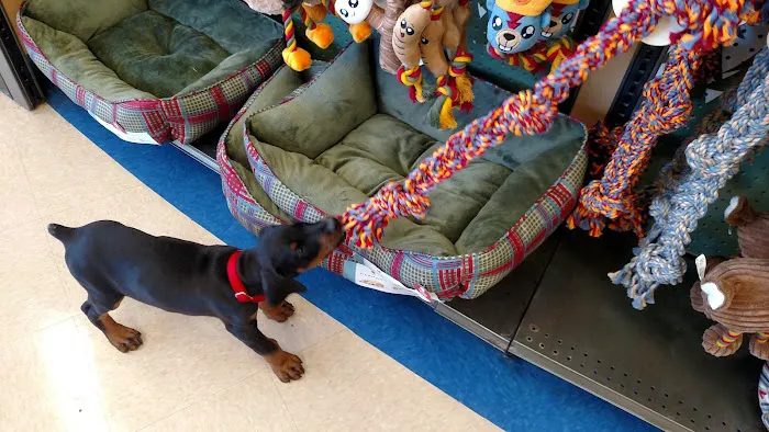 Petco Picture 6