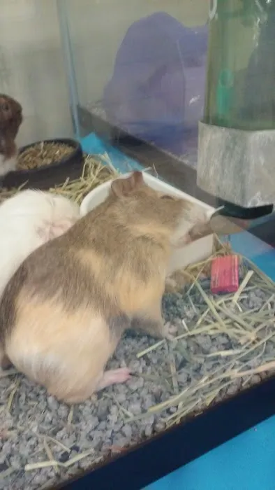 Petco Picture 7