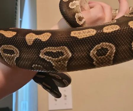 Reptopia