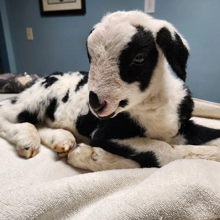 Wood River Animal Hospital Picture 6