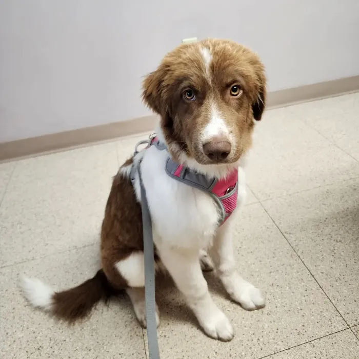 Wood River Animal Hospital Picture 4