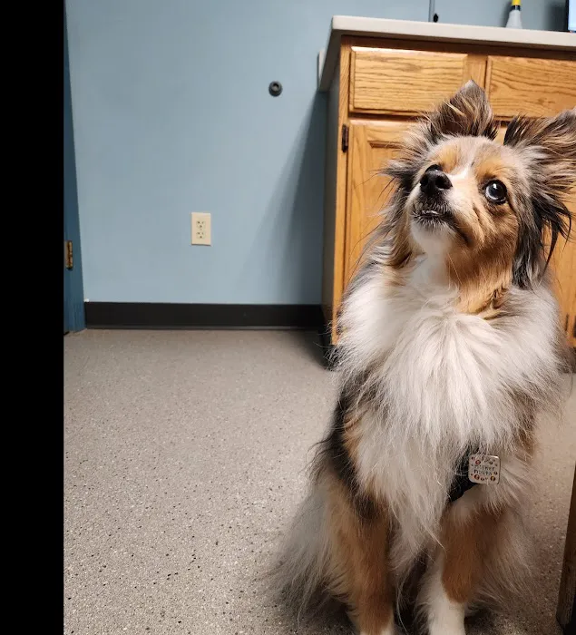 Wood River Animal Hospital Picture 5