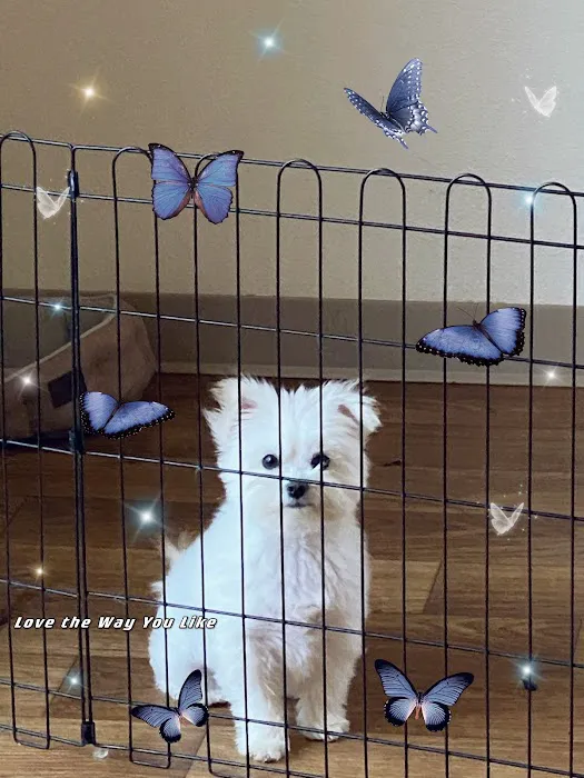 Petco Picture 8