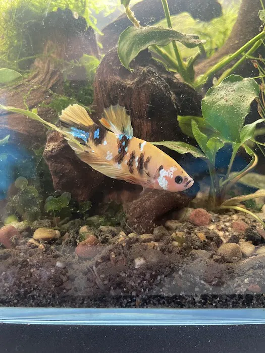 PNW Bettas Picture 8
