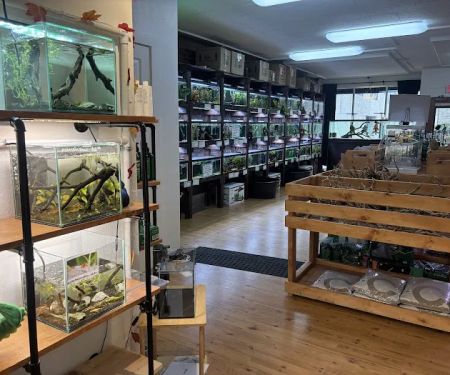 PNW Bettas