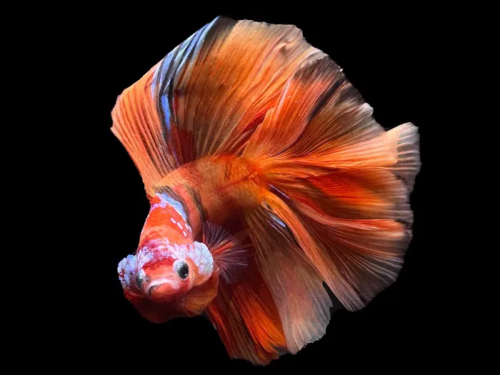 PNW Bettas Picture 4