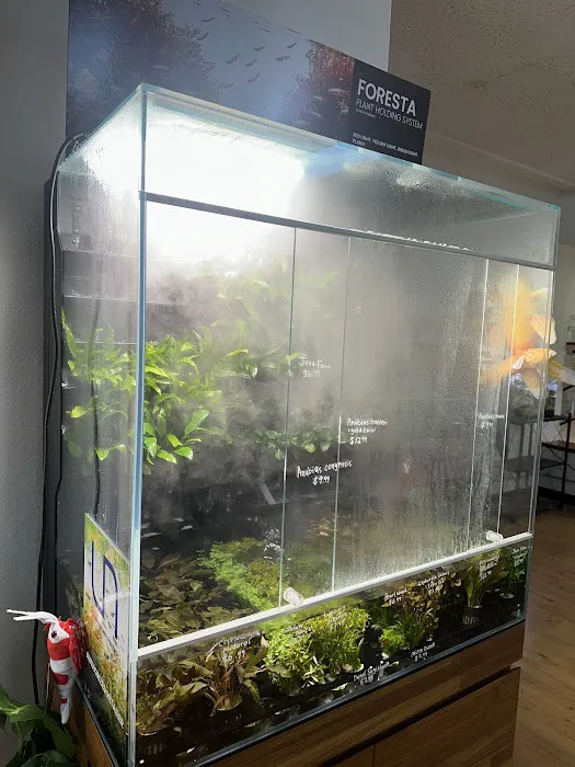 PNW Bettas Picture 10