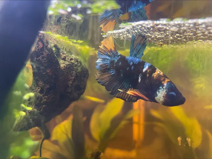 PNW Bettas Picture 3
