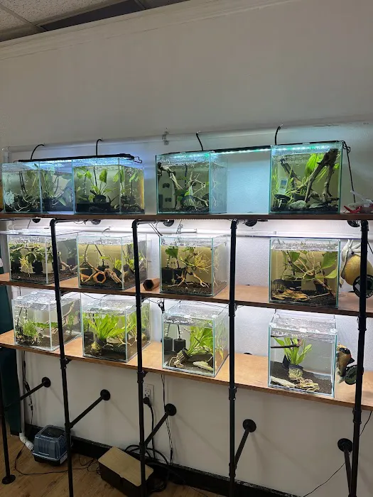 PNW Bettas Picture 7