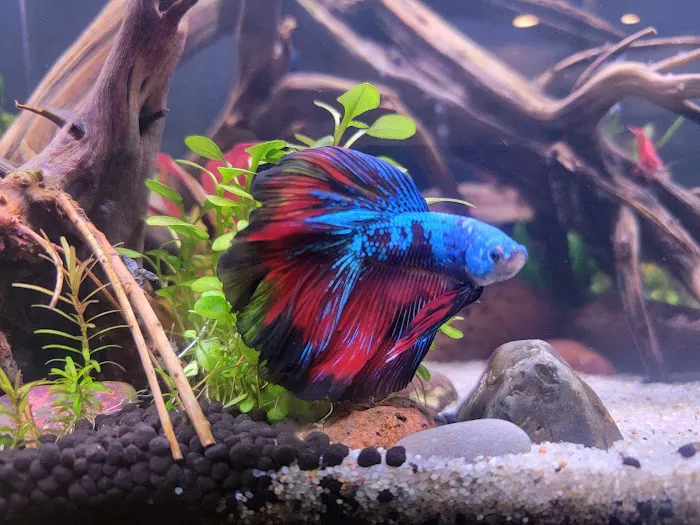 PNW Bettas Picture 2