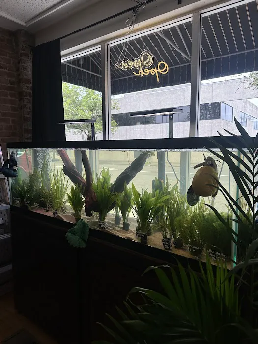 PNW Bettas Picture 9