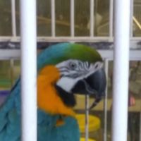 Animal House ico