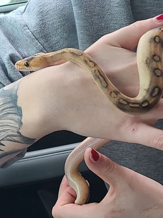 Ramsdell's Reptile Room LLC Picture 5