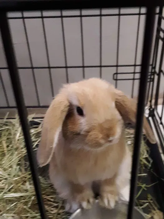 West Greenwich Animal Hospital - Dr. K Dana Brown, DVM Picture 1
