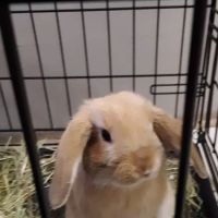 West Greenwich Animal Hospital - Dr. K Dana Brown, DVM ico
