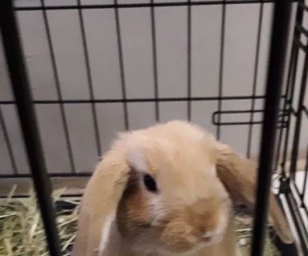 West Greenwich Animal Hospital - Dr. K Dana Brown, DVM
