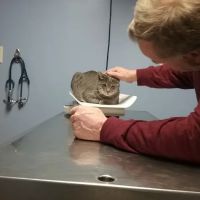 Foster Veterinary Clinic ico