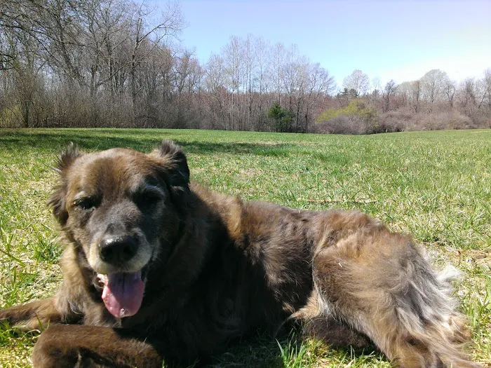 VCA Palmer Animal Hospital Picture 4