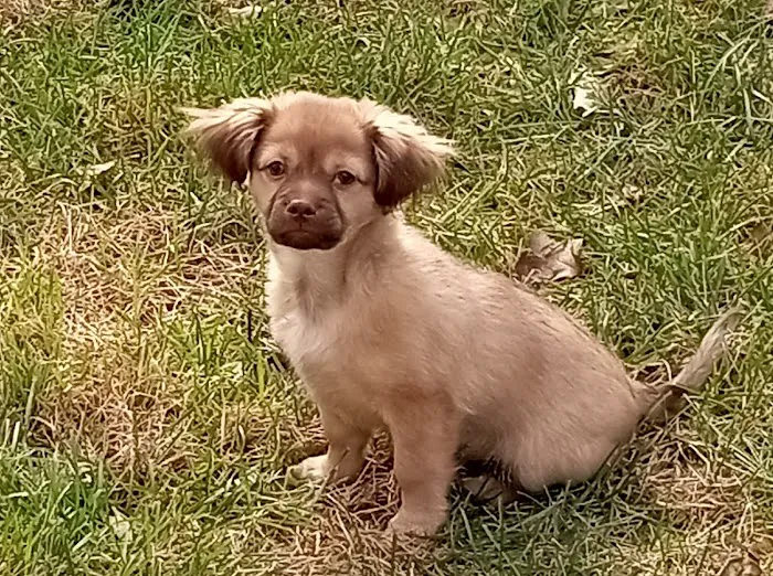 VCA Palmer Animal Hospital Picture 8