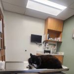VCA Palmer Animal Hospital