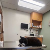 VCA Palmer Animal Hospital ico