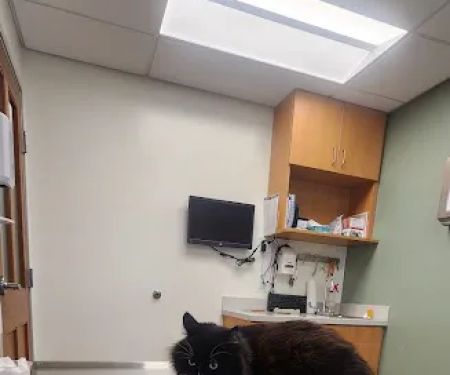 VCA Palmer Animal Hospital