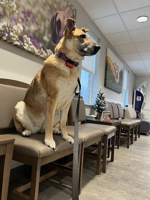 VCA Palmer Animal Hospital Picture 3