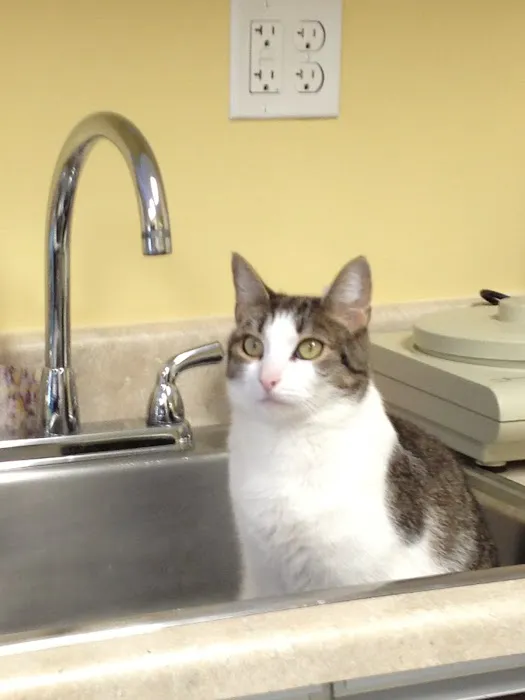 South Amherst Veterinary Hospital Picture 8