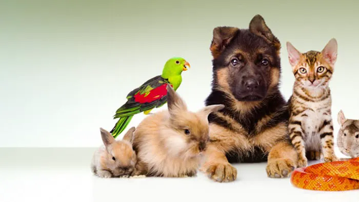South Amherst Veterinary Hospital Picture 5