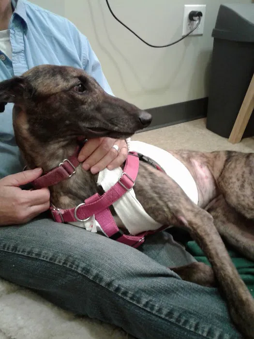 South Amherst Veterinary Hospital Picture 1