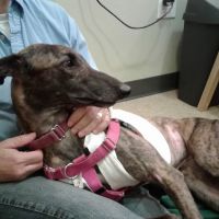 South Amherst Veterinary Hospital ico