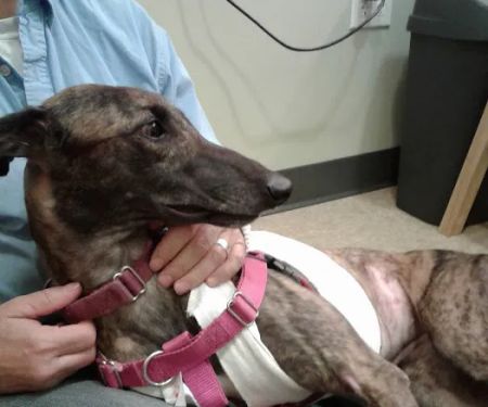South Amherst Veterinary Hospital