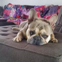 Belchertown Veterinary Hospital ico