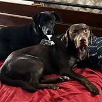 PetVet Vaccination Clinic ico