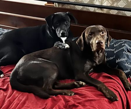 PetVet Vaccination Clinic